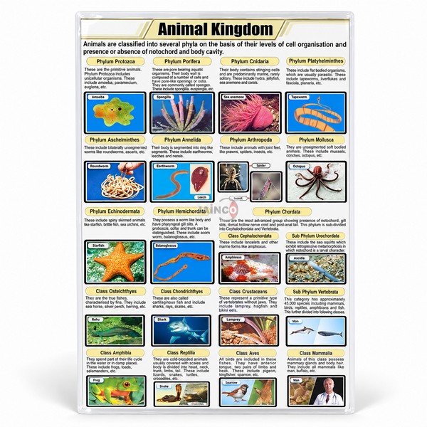 Animal Kingdom Classification Chart